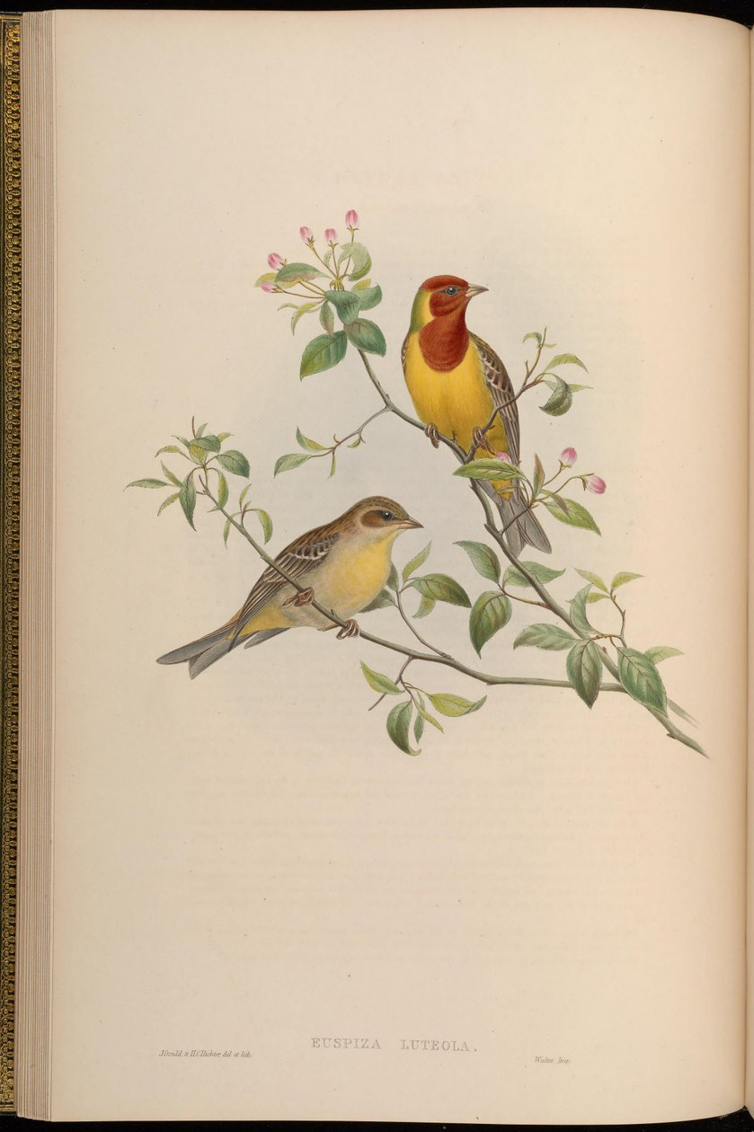 Emberiza luteola = Emberiza brunniceps 作： ジョン・グールド