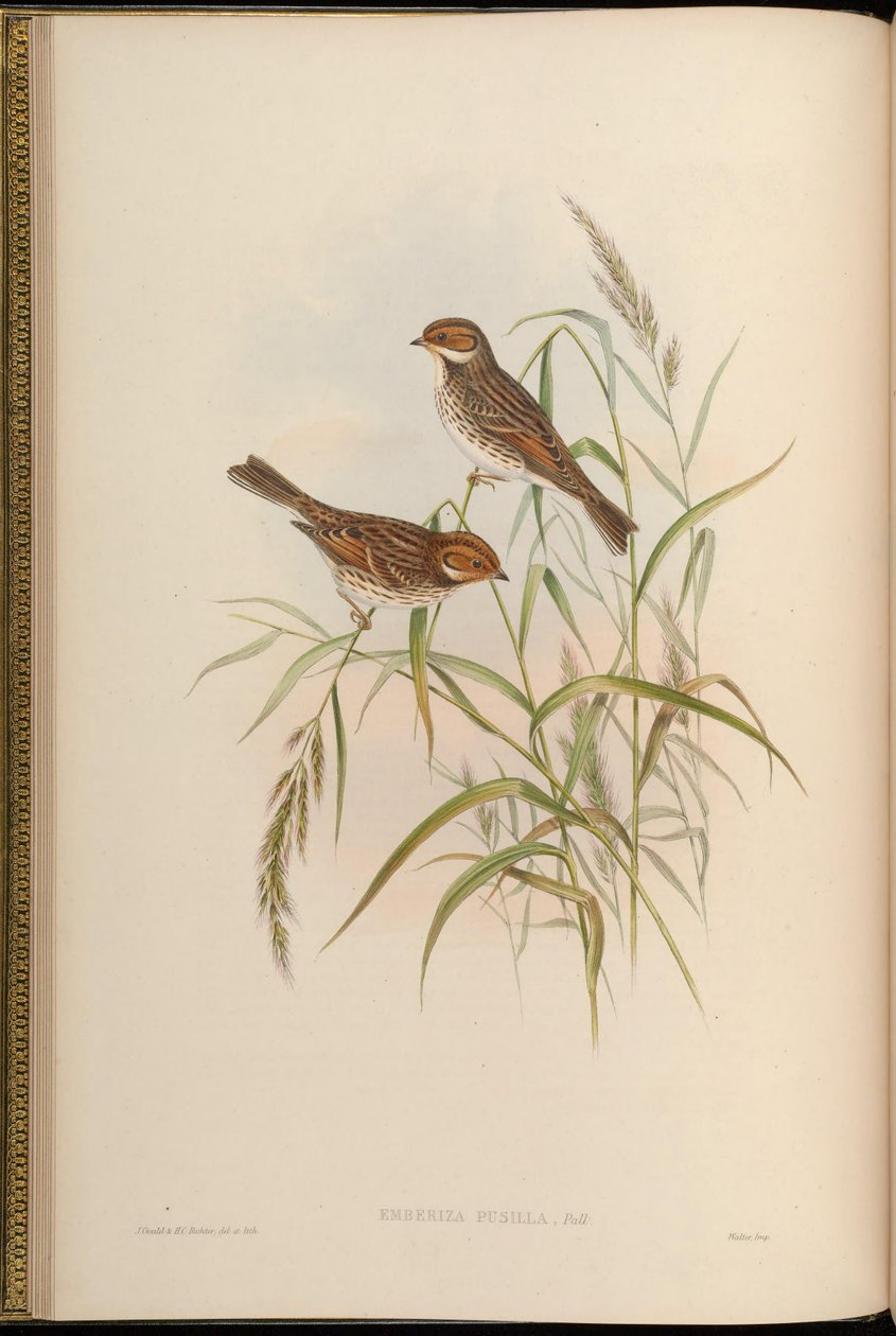 Emberiza pusilla 作： ジョン・グールド