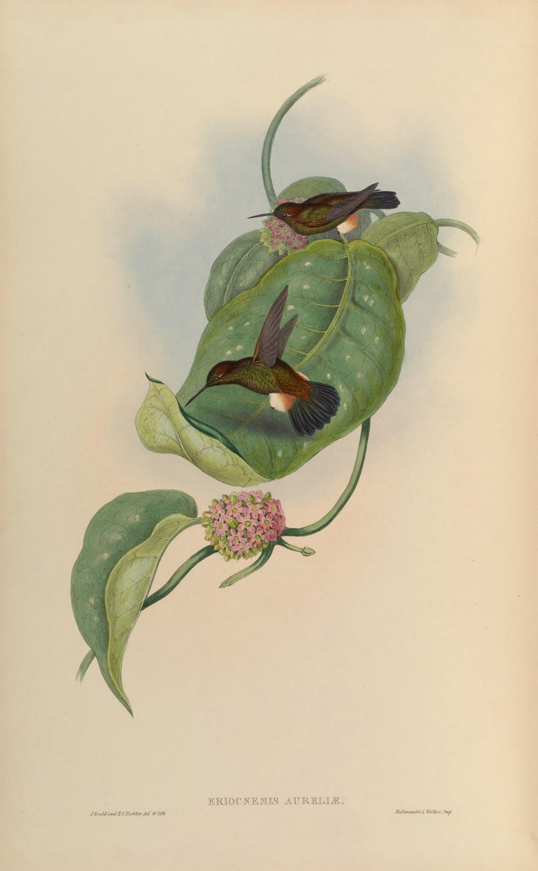 Eriocnemis pupae = Haplophaedia aureliae 作： ジョン・グールド