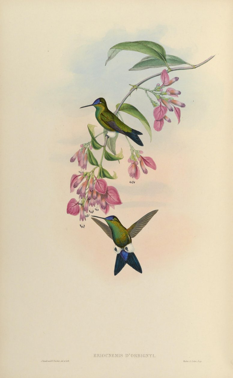 Eriocnemis dorbignyi = Eriocnemis glaucopoides 作： ジョン・グールド