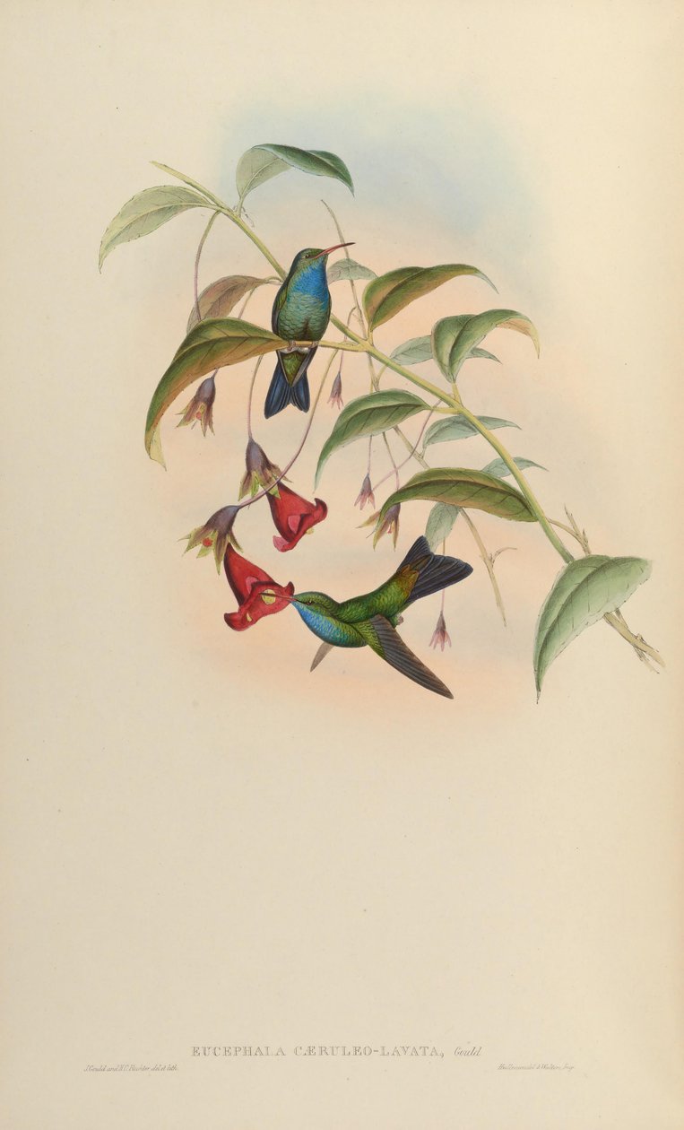 Eucephala caeruleolavata =？ -ブラジル南東部の型標本からのみ知られる。 Cory（1918）とPinto（1937）によって有効な種として扱われました。ピーターズ（1945）は未決定の血統の混成として扱われた 作： ジョン・グールド