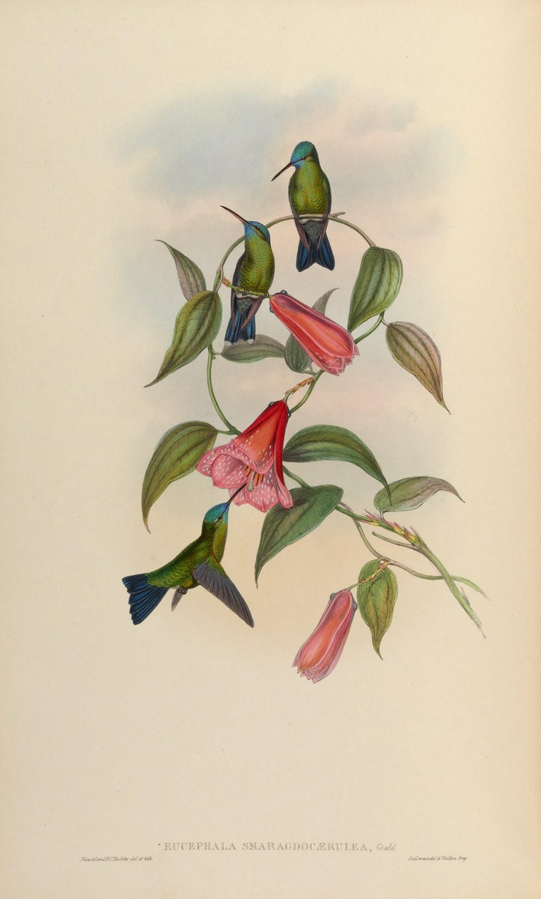 Eucephala emerald-caerulea = Chlorestes notatus X Thalurania glaucopis 作： ジョン・グールド