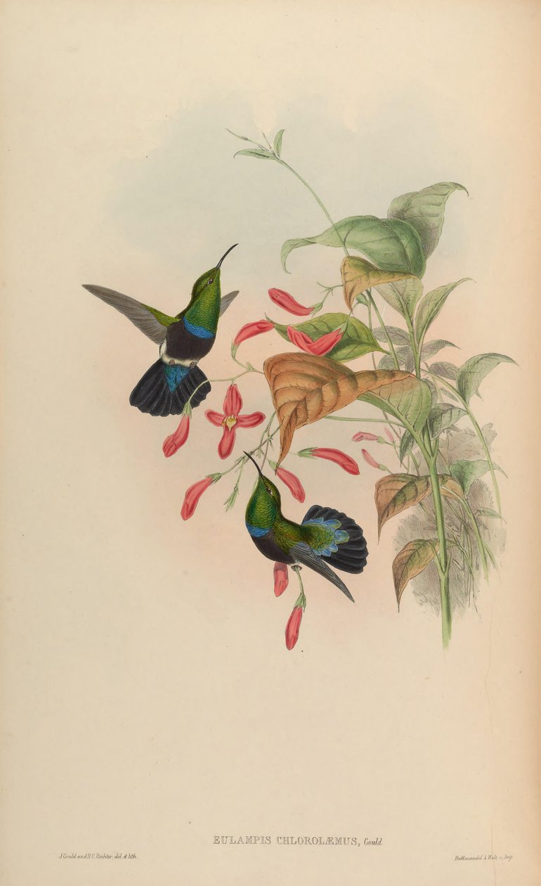 Eulampis chlorolaemus = Eulampis holosericeus chlorolaemus 作： ジョン・グールド
