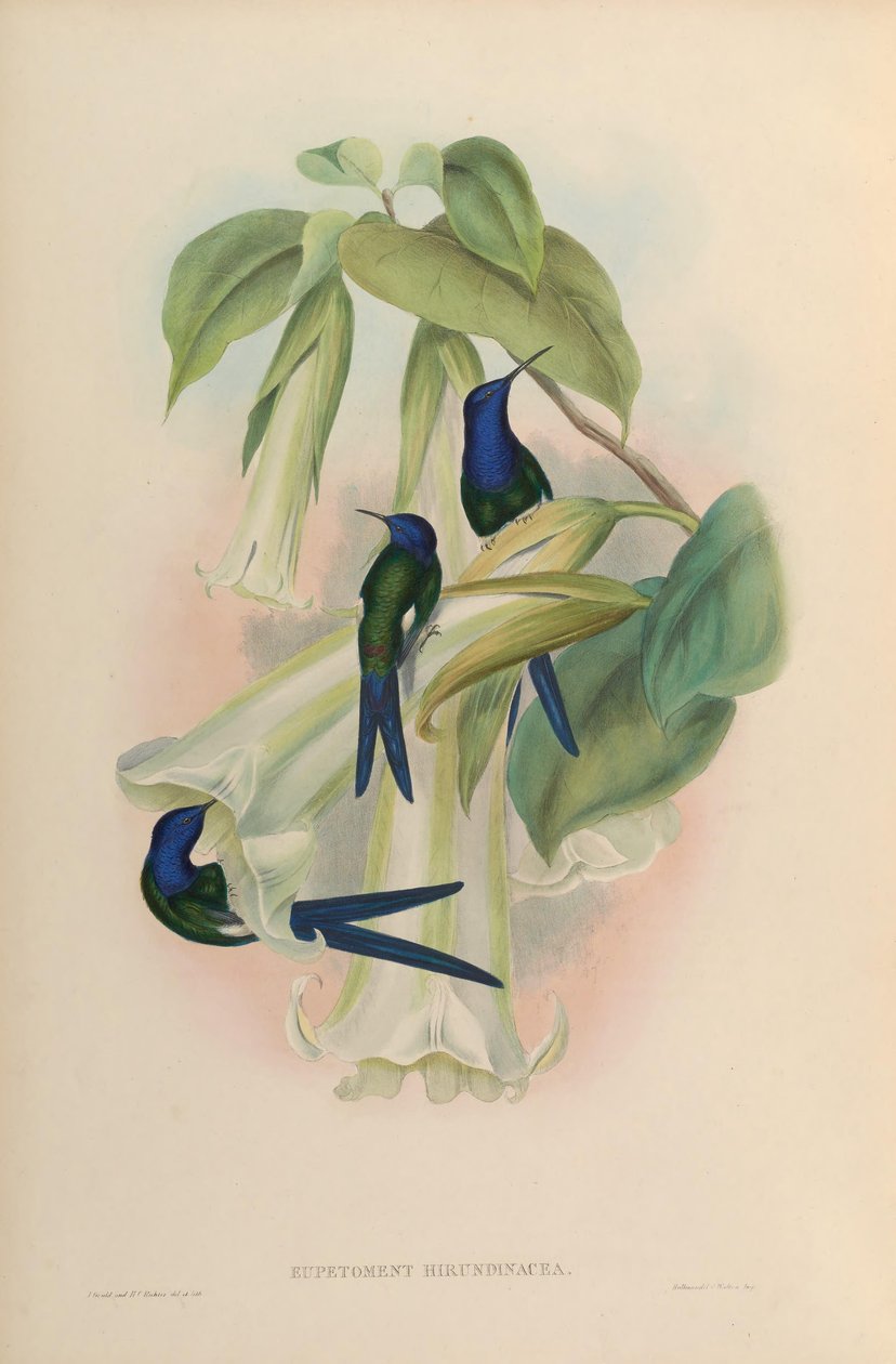 Eupetomena hirundinacea = Eupetomena macroura macroura 作： ジョン・グールド