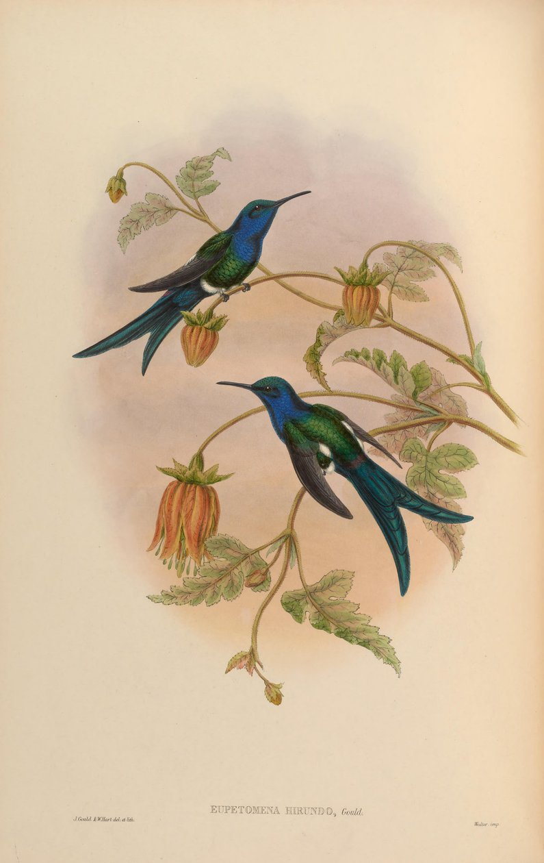 Eupetomena hirundo = Eupetomena macroura hirundo 作： ジョン・グールド