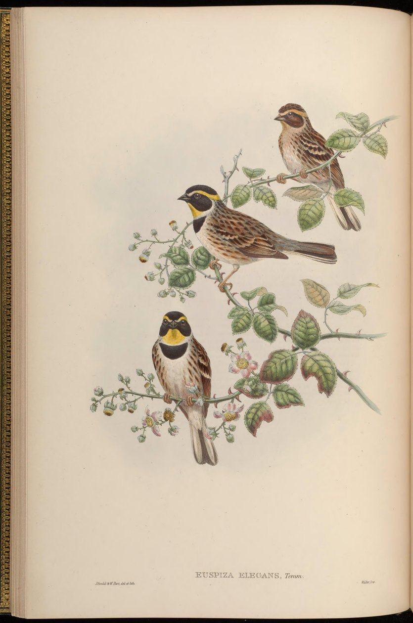 Euspiza elegans = Emberiza elegans 作： ジョン・グールド