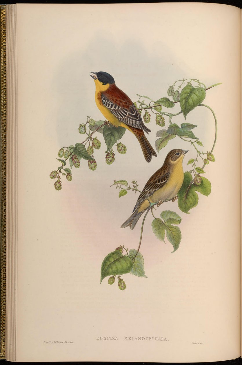 Euspiza melanocephala = Emberiza melanocephala 作： ジョン・グールド