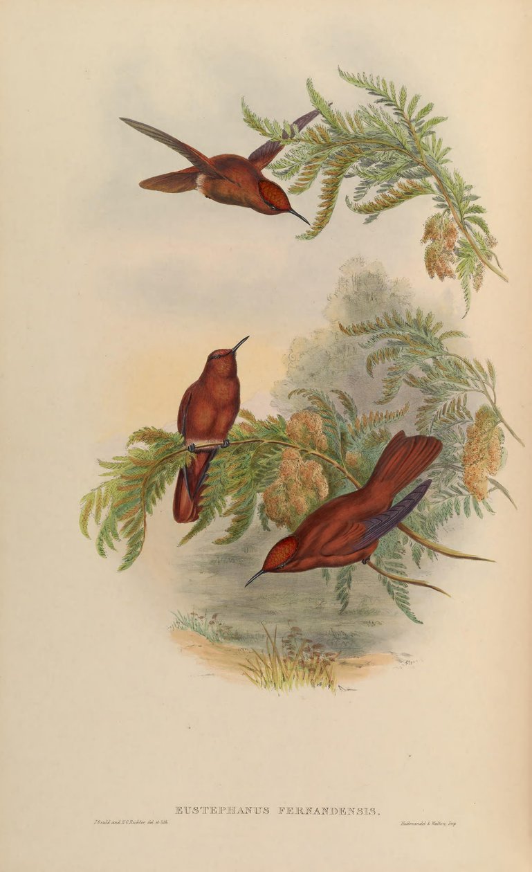 Eustephanos fernandensis = Sephanoides fernandensis 作： ジョン・グールド