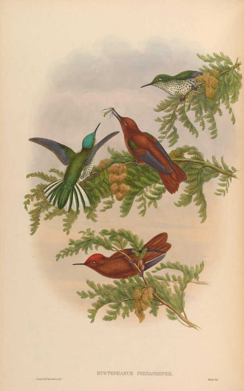 Eustephanos fernandensis = Sephanoides fernandensis fernandensis 作： ジョン・グールド