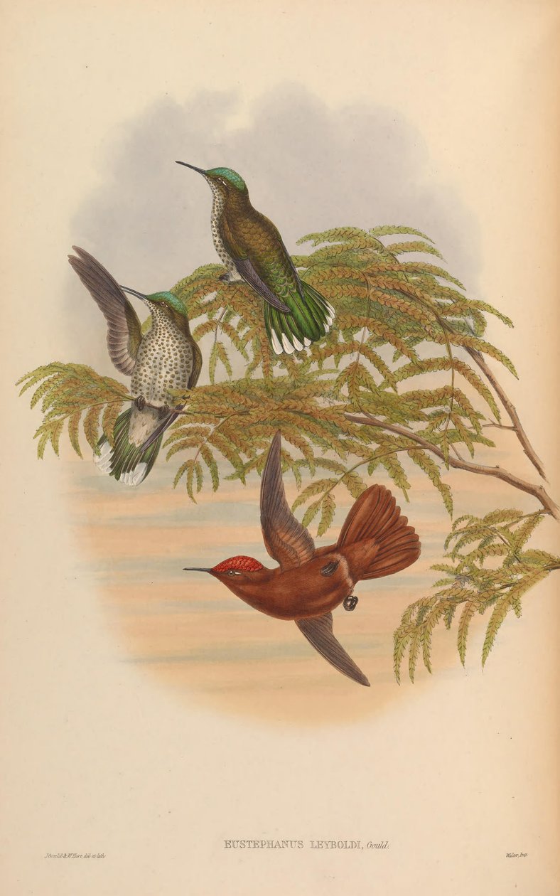 Eustephanus leyboldi = Sephanoides fernandensis leyboldi 作： ジョン・グールド