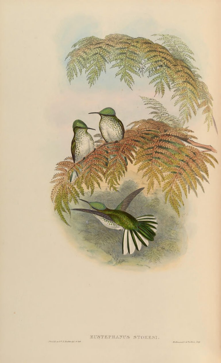 Eustephanus stokesi = Sephanoides sephaniodes 作： ジョン・グールド