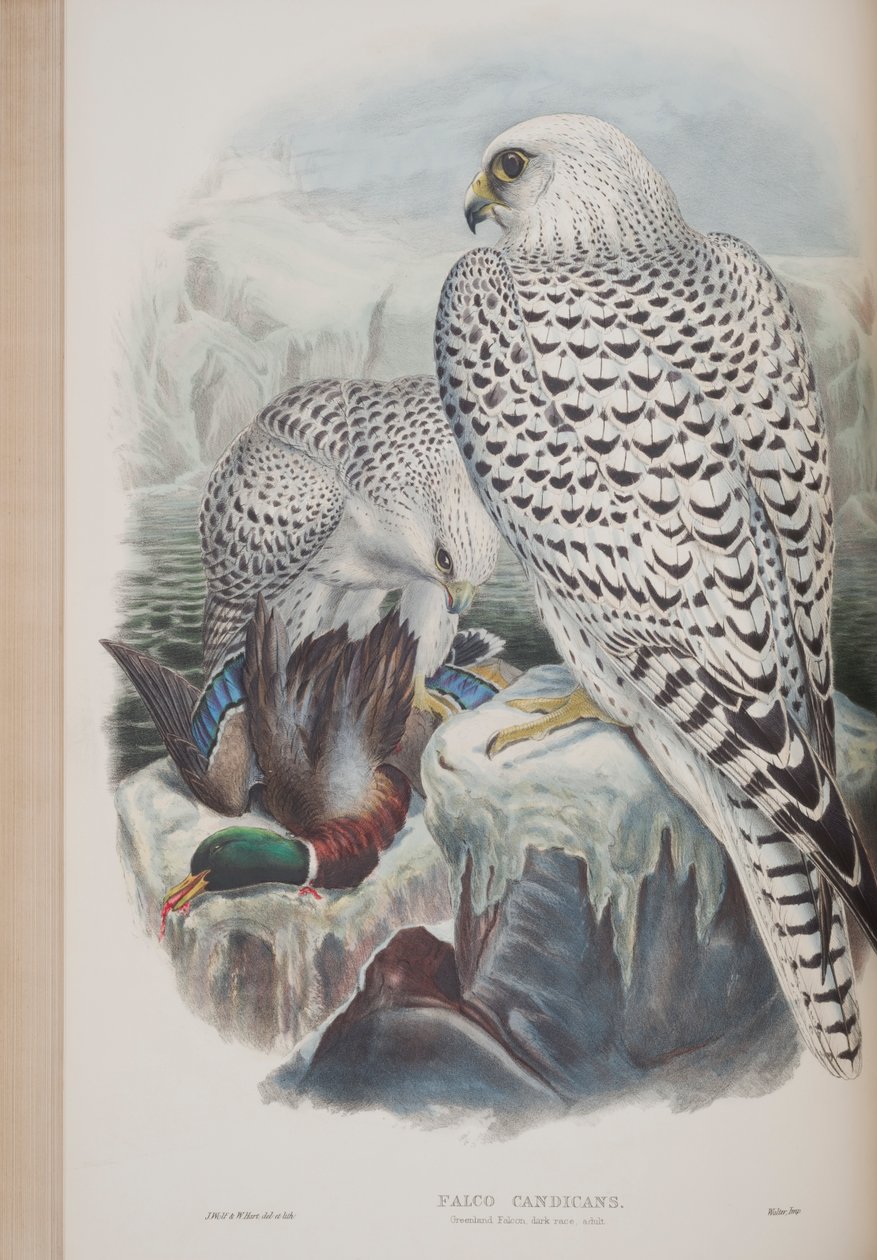 ファルコカンディカンズ、ジョングールド作「英国の鳥」のプレート、1862〜73年公開（手彩色のリソ） 作： ジョン・グールド
