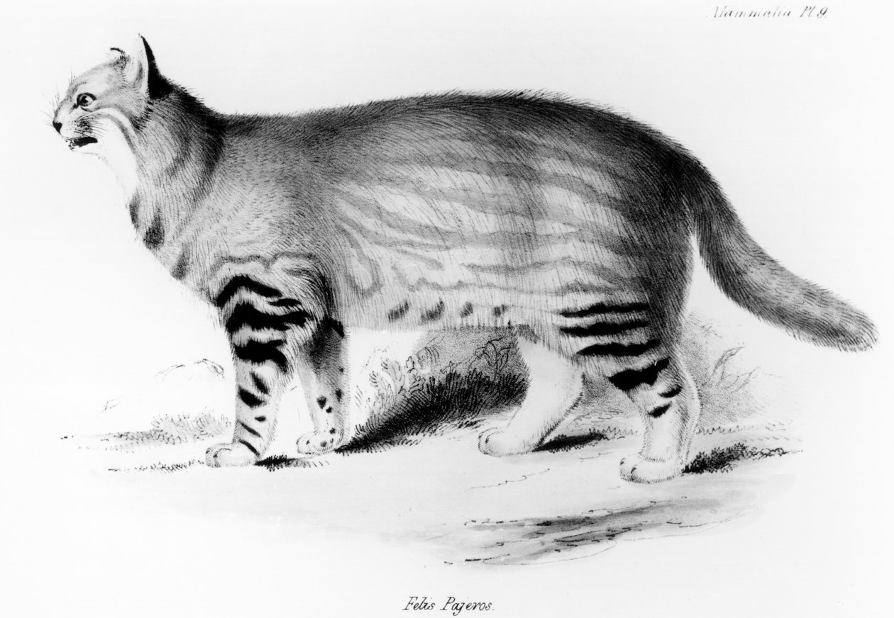 Felis Pajeros、チャールズダーウィン（1809-92）パブによる「ビーグルの航海の動物学：哺乳類」のプレート9。 1832-36 作： ジョン・グールド