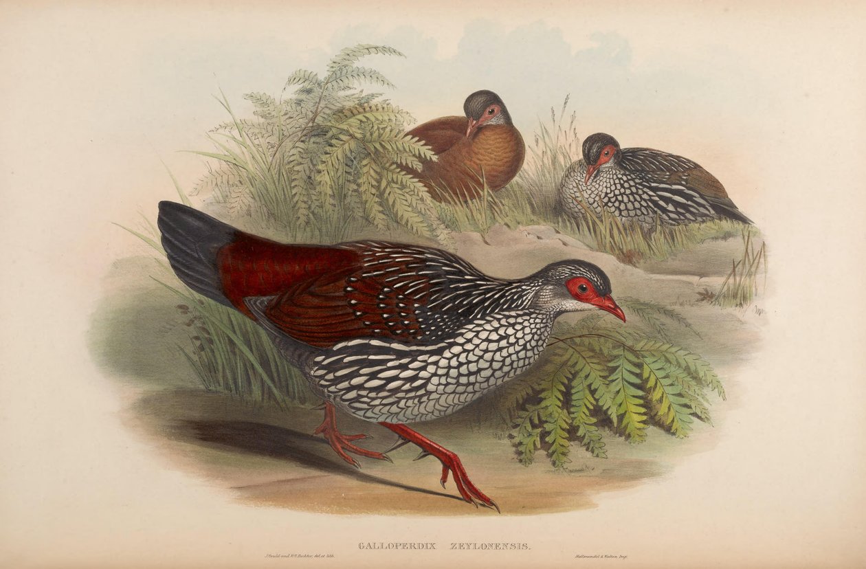 Galloperdix zeylonensis = Galloperdix bicalcarata 作： ジョン・グールド