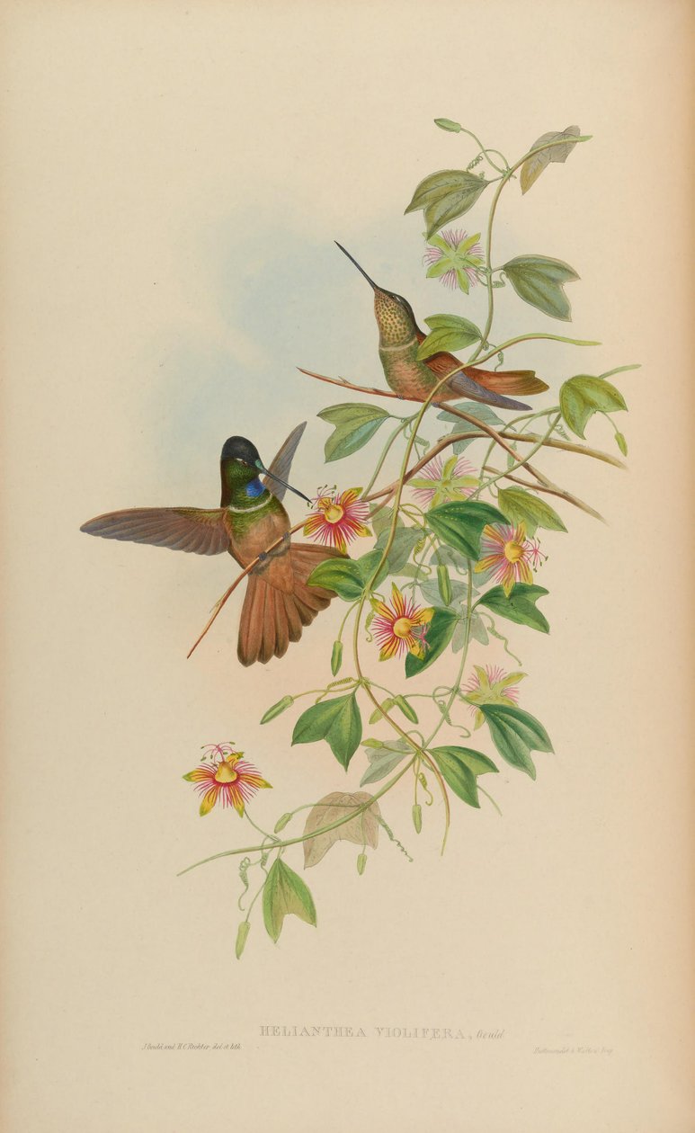 Helianthea violifera = Coeligena violifer 作： ジョン・グールド