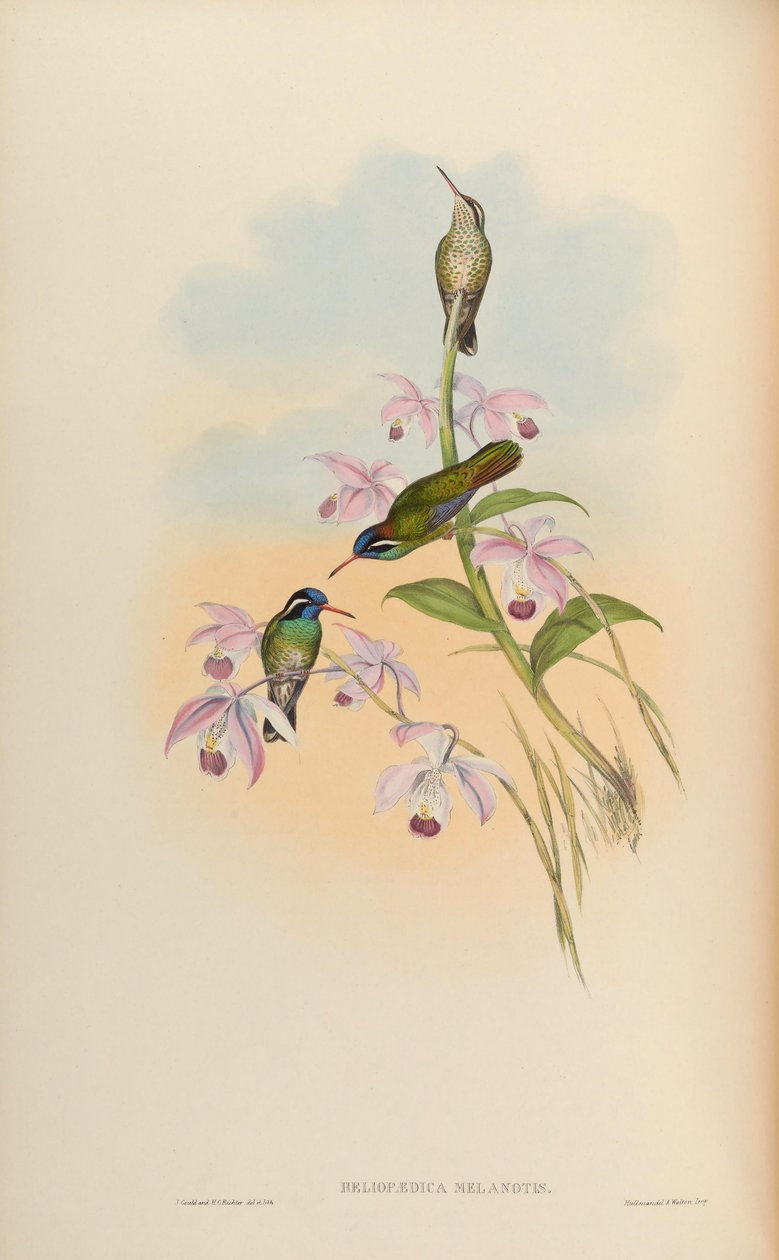 Heliopaedica melanotis = Basilinna leucotis 作： ジョン・グールド