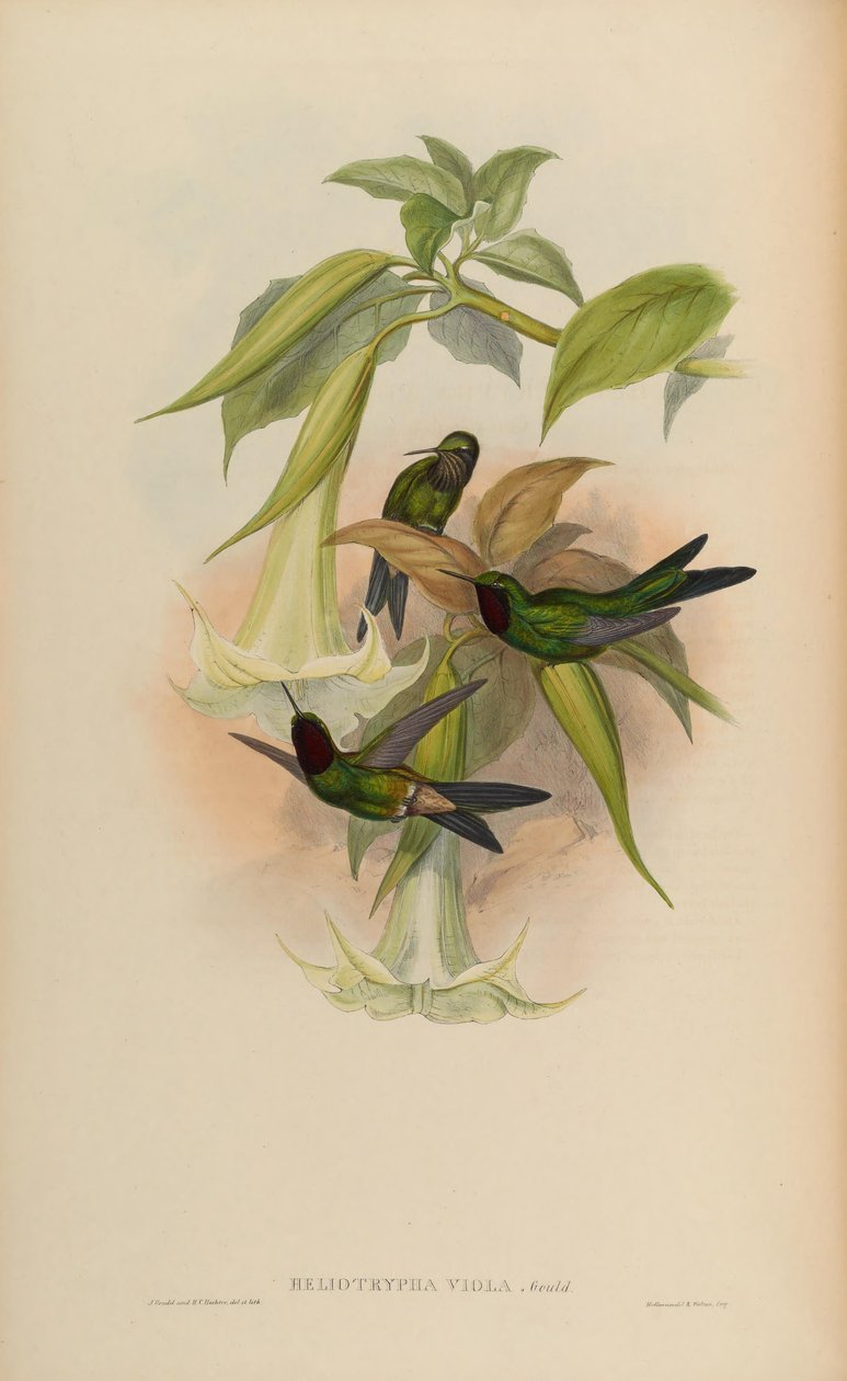 Heliotrypha viola = Heliangelus viola 作： ジョン・グールド