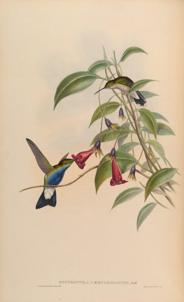 Hypuroptila caeruleigaster = Chalybura buffonii caeruleogaster 作： ジョン・グールド