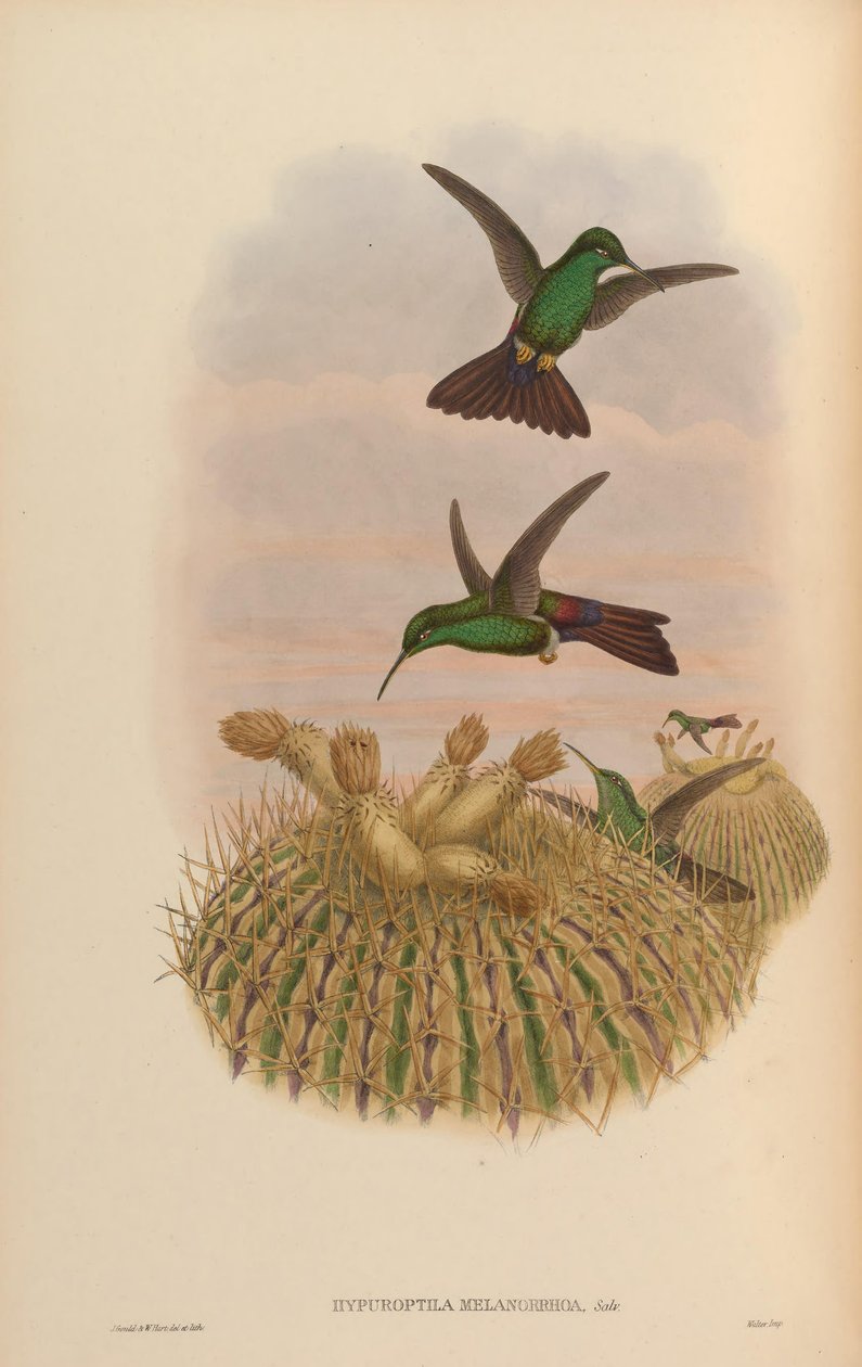 Hypuroptila melanorrhoa = Chalybura urochrysia 作： ジョン・グールド