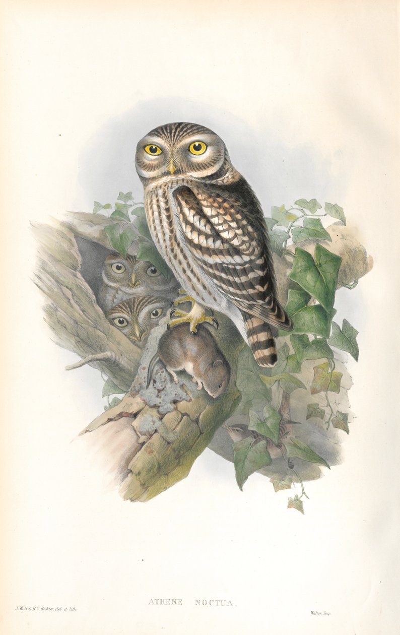 Athene Noctua（Little Owl）のイラスト 作： ジョン・グールド