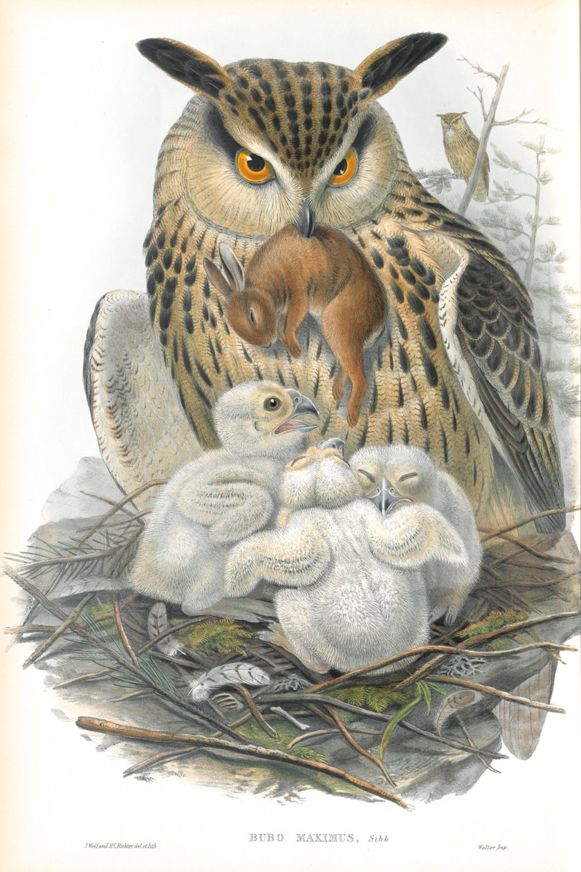 Bubo Maximus（Eagle Owl）のイラスト 作： ジョン・グールド