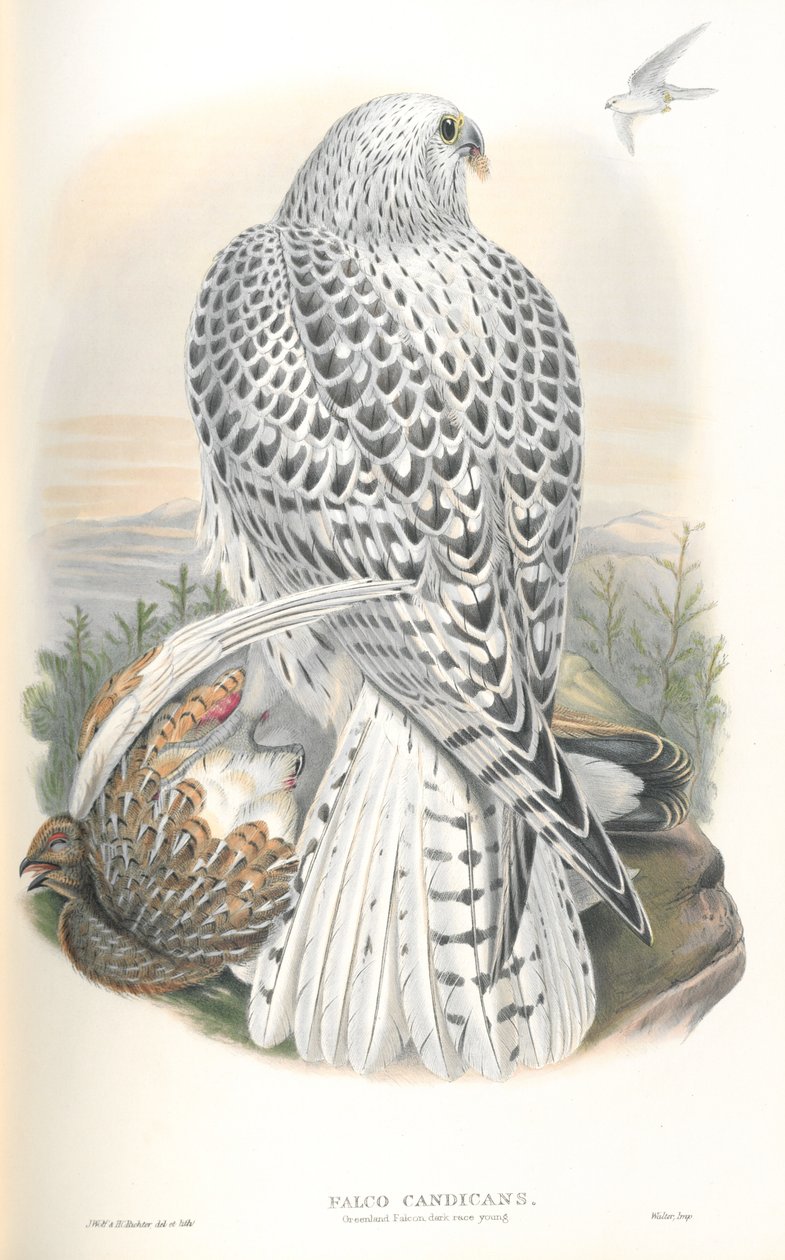 Falco Candicans（Greenland Falcon Dark Race）のイラスト 作： ジョン・グールド
