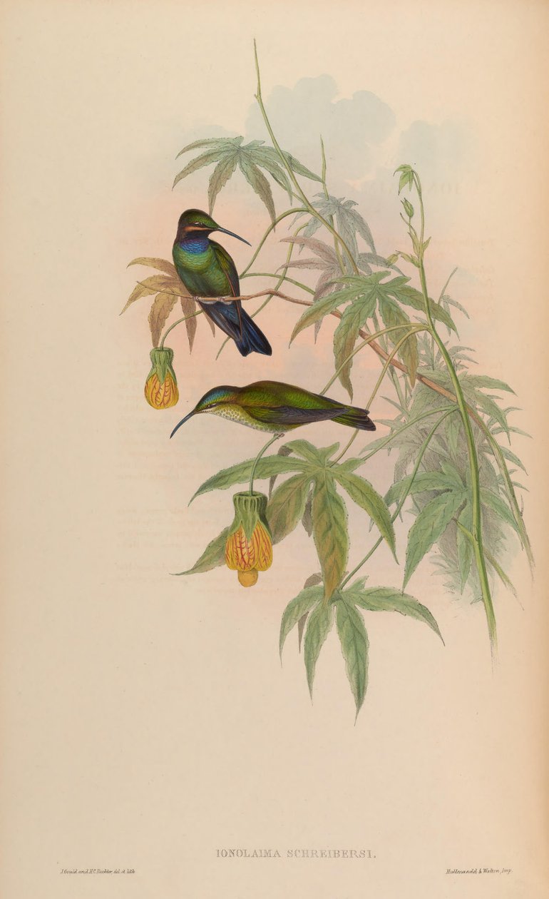 Inolaima schreibersii = Heliodoxa schreibersii 作： ジョン・グールド