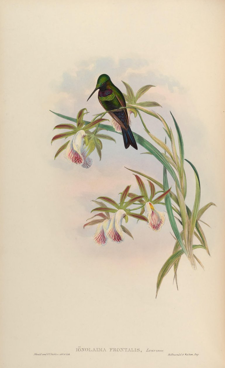 Ionolaima frontalis = Heliodoxa Schreibersii 作： ジョン・グールド