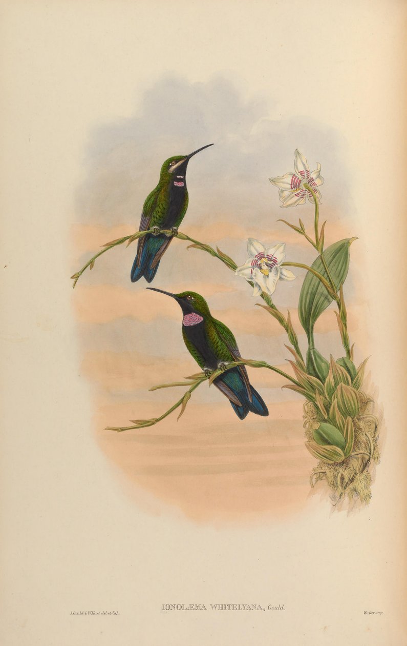 Ionolæmawhitelyana = Heliodoxa Schreibersii whitelyana 作： ジョン・グールド