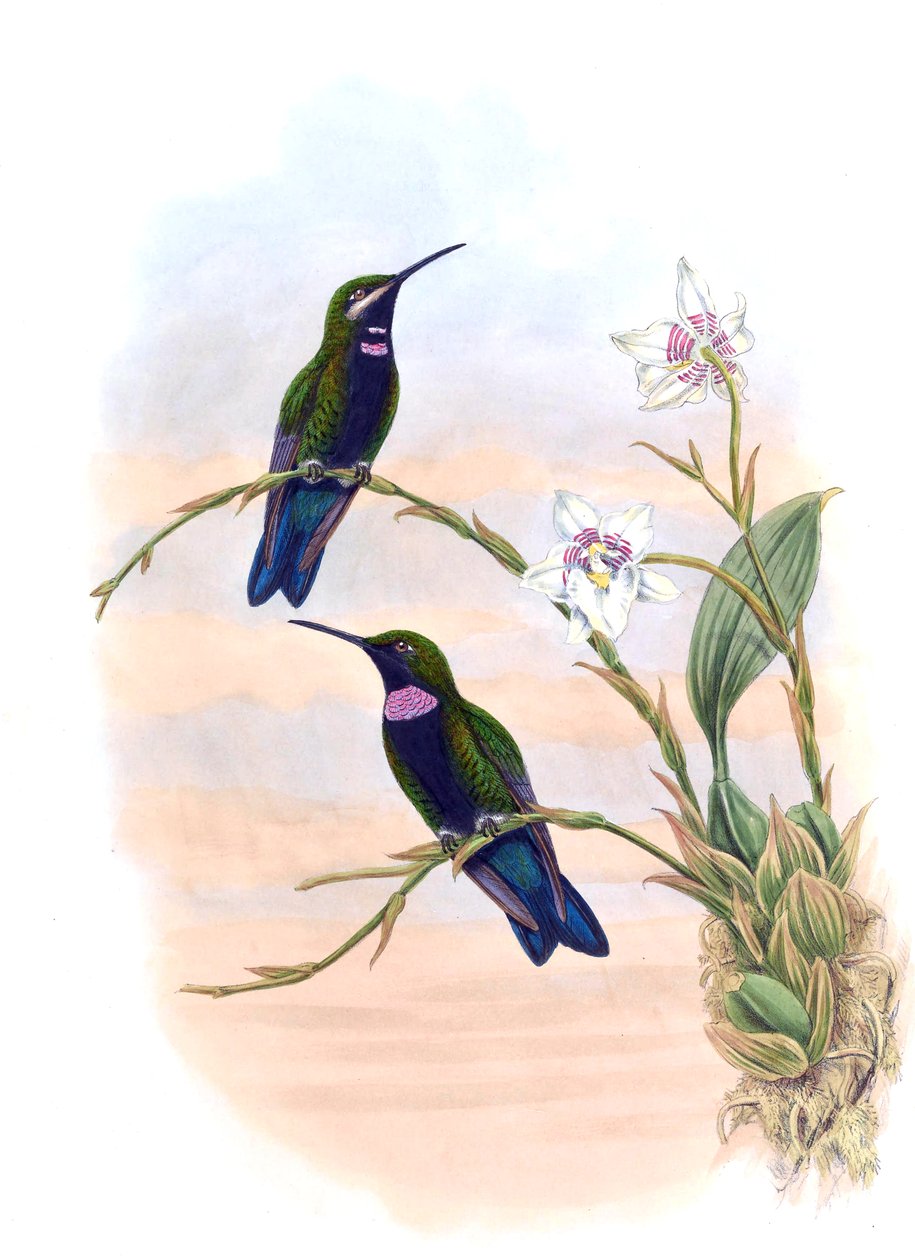 Ionolæmawhitelyana = Heliodoxa Schreibersii whitelyana 作： ジョン・グールド