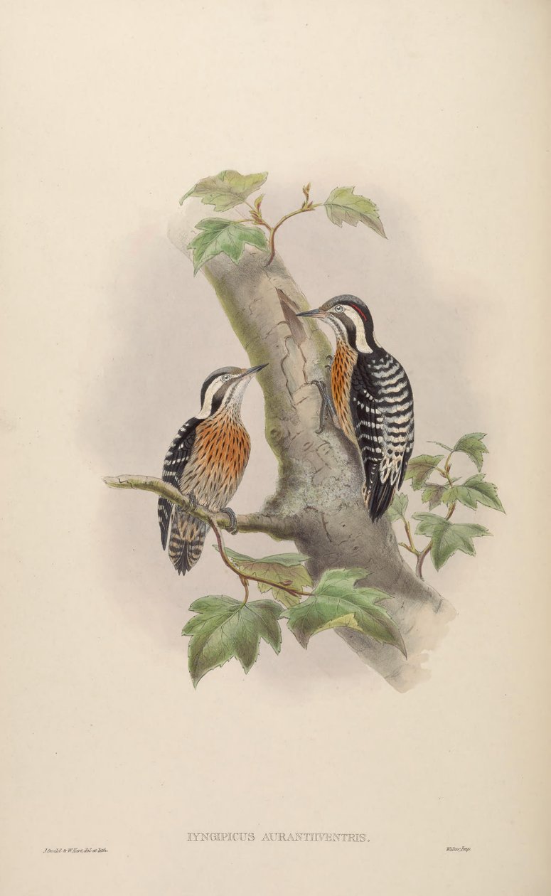 Iyngipicus aurantiiventris = Dendrocopos canicapillus aurantiiventris [2] 作： ジョン・グールド