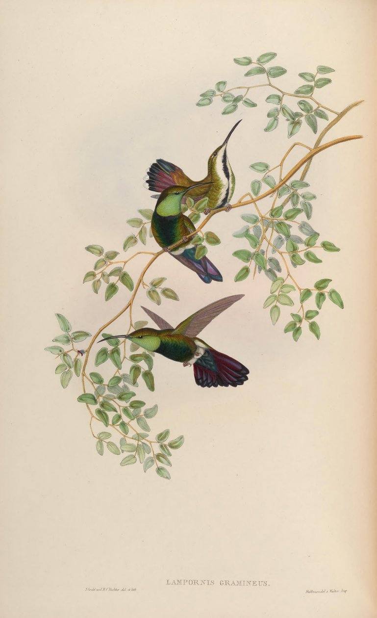 Lampornis gramineus = Anthracotkorax viridigulaグラス 作： ジョン・グールド