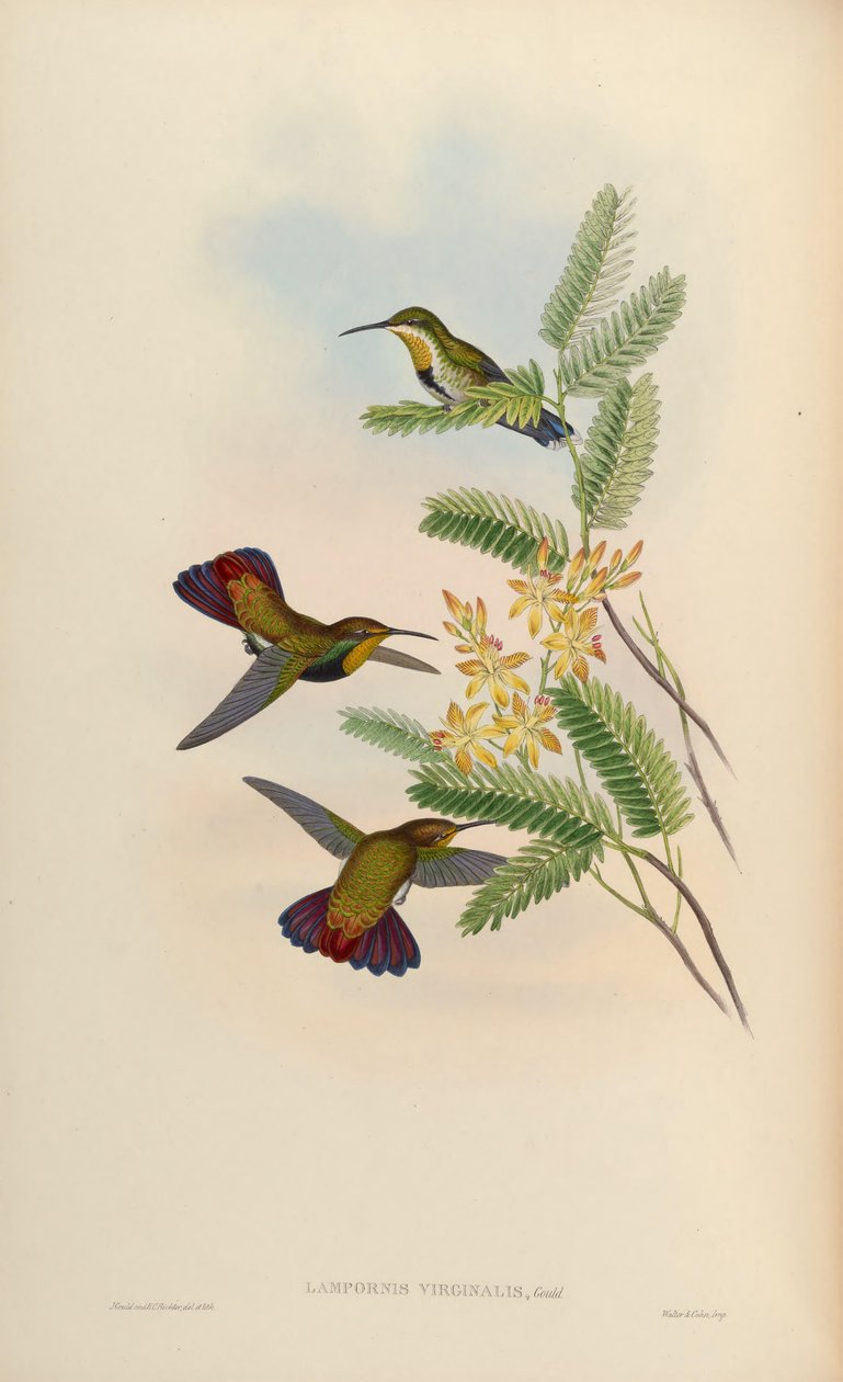 Lampornis Anthracotkorax a a sunday-colored virgin = 作： ジョン・グールド