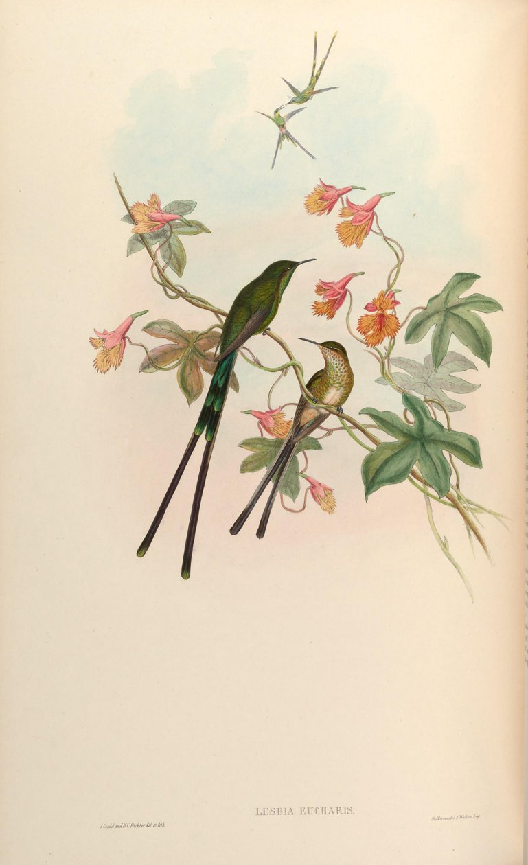 Lesbia eucharis = Lesbia victoriatoriae eucharis 作： ジョン・グールド