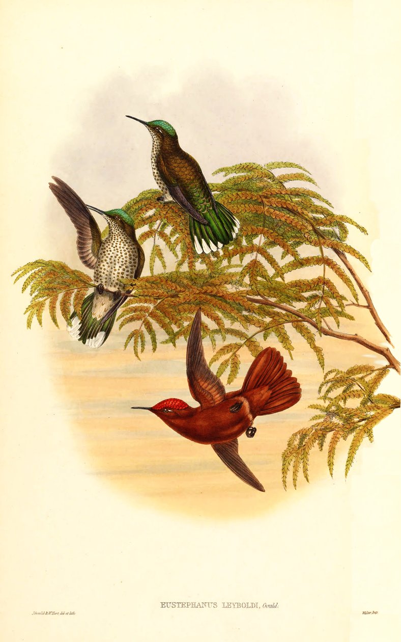 レイボルドの火冠（Eustephanus Leyboldi）は、Sephaoides fernandensis leyboldiの同義語になりました。 作： ジョン・グールド
