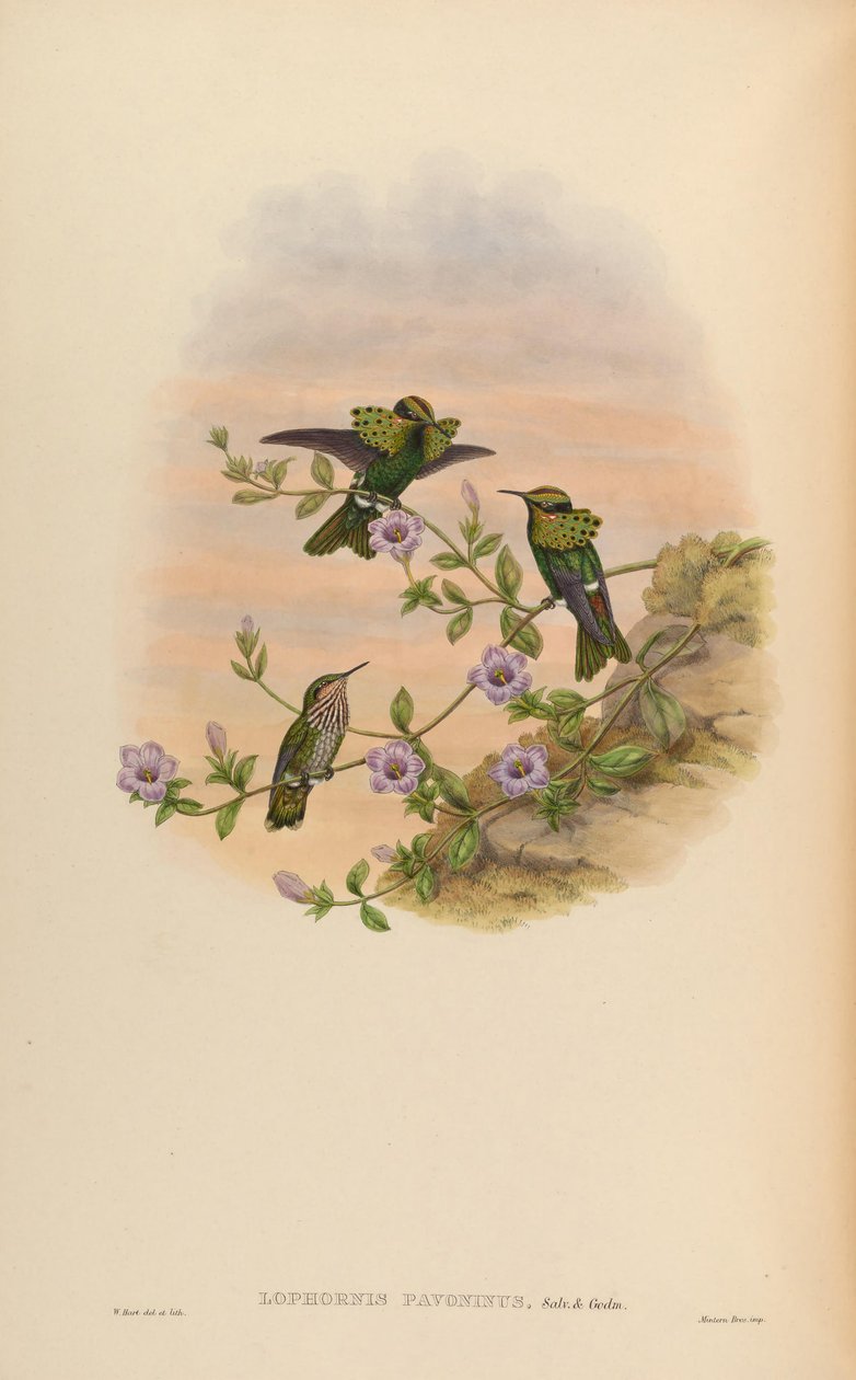 Lophornis pavoninus 作： ジョン・グールド
