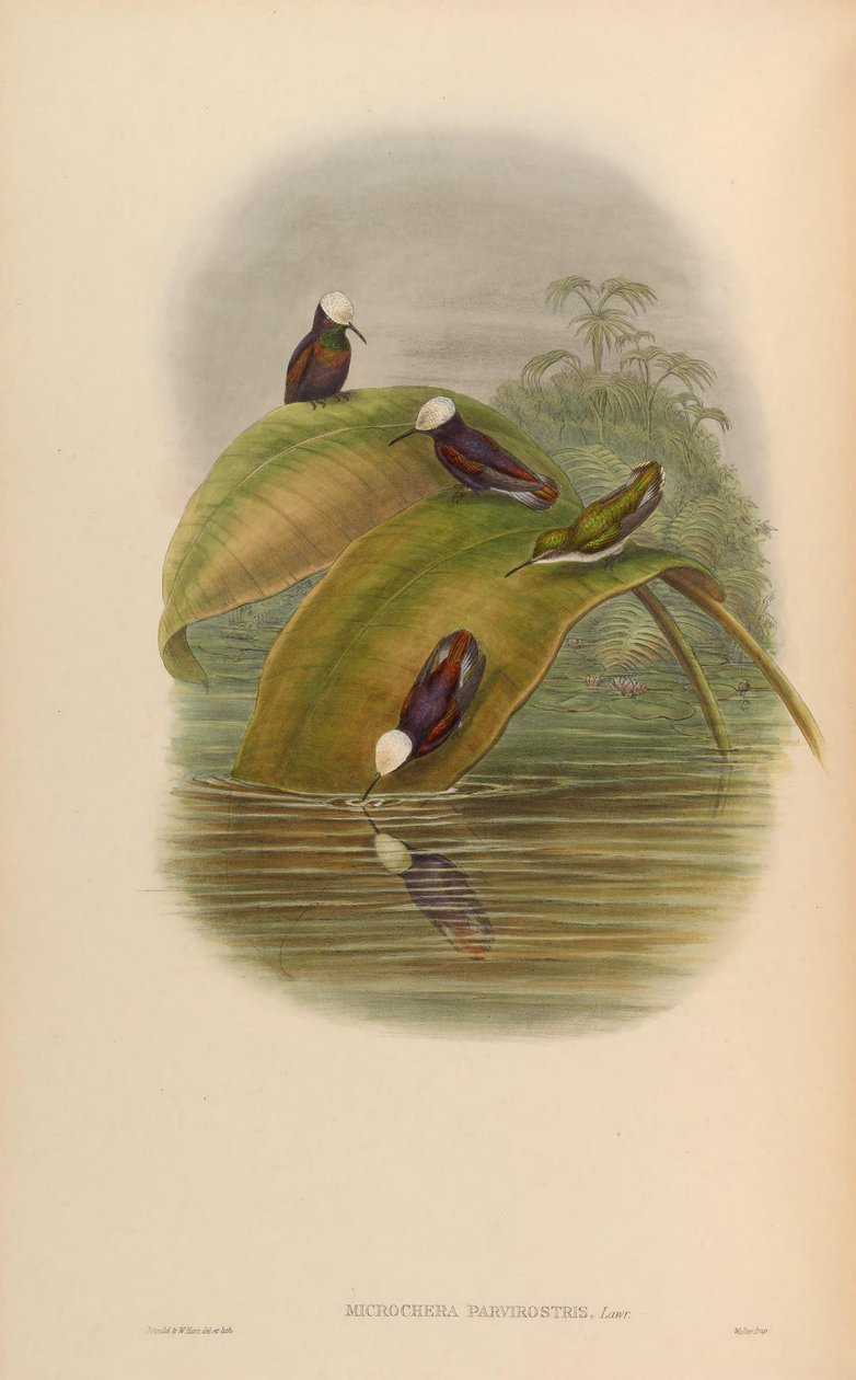 Microchera parvirostris = Microchera albocoronata parvirostris 作： ジョン・グールド