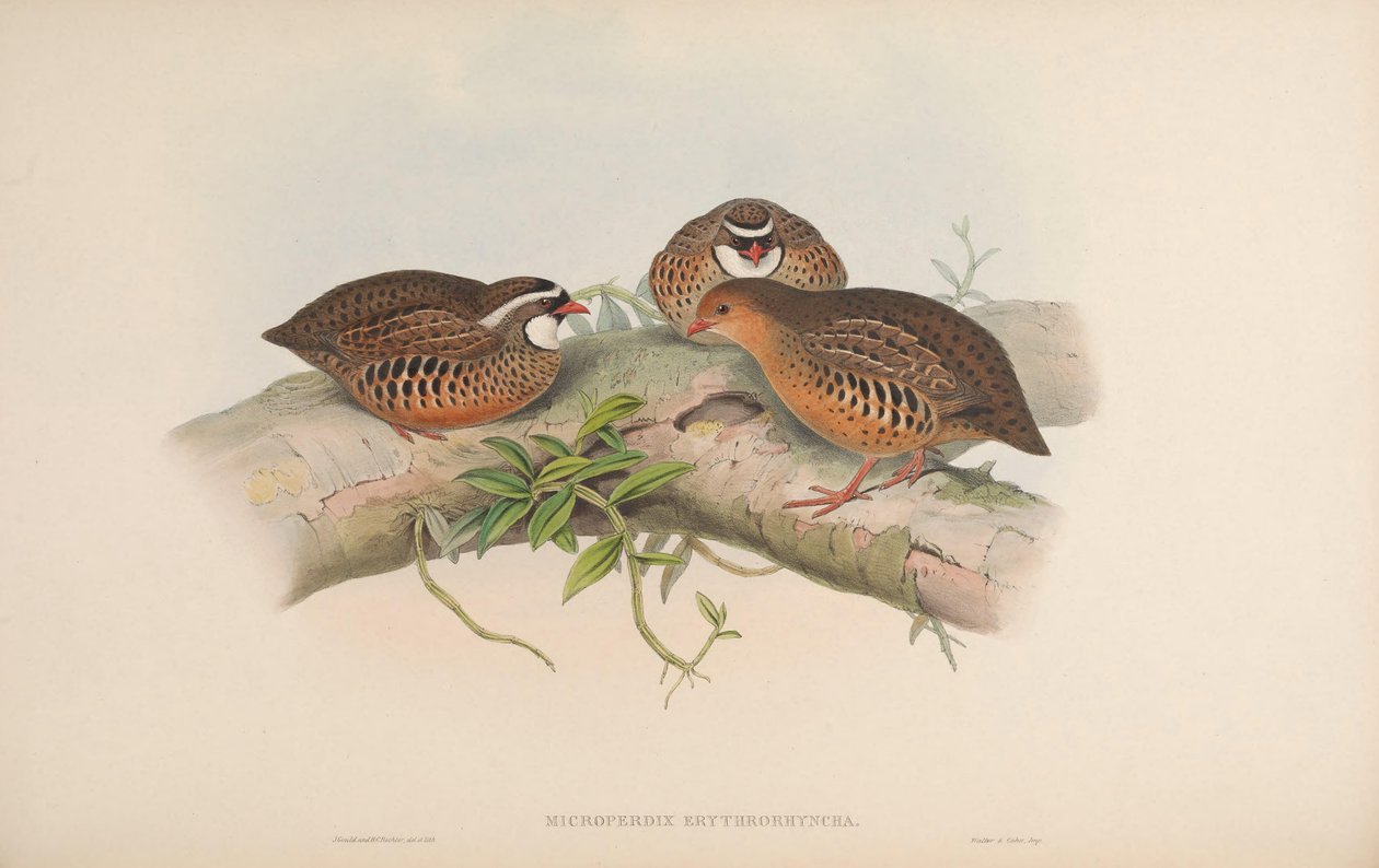 Microperdix erythrorhyncha = Perdicula erythrorhyncha 作： ジョン・グールド