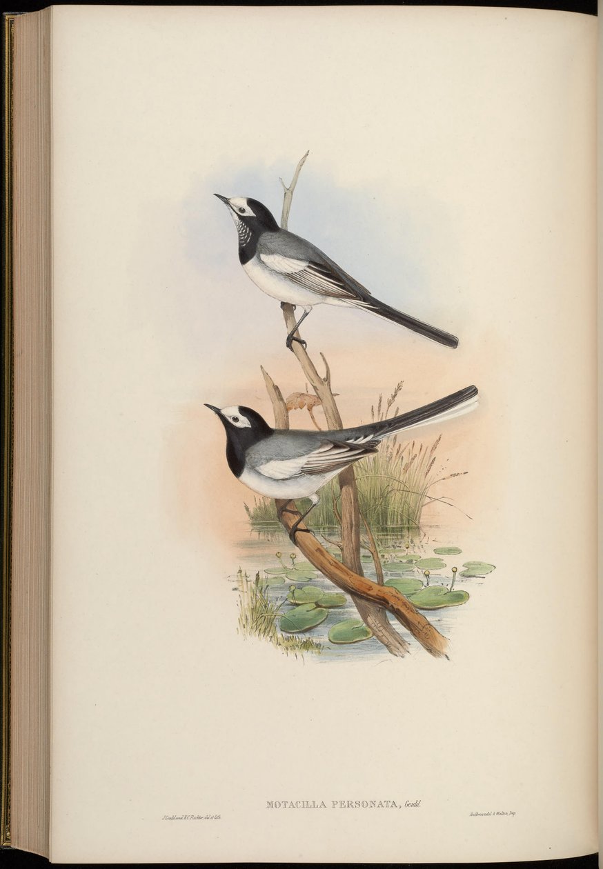 Motacilla personata = Motacilla alba personata 作： ジョン・グールド