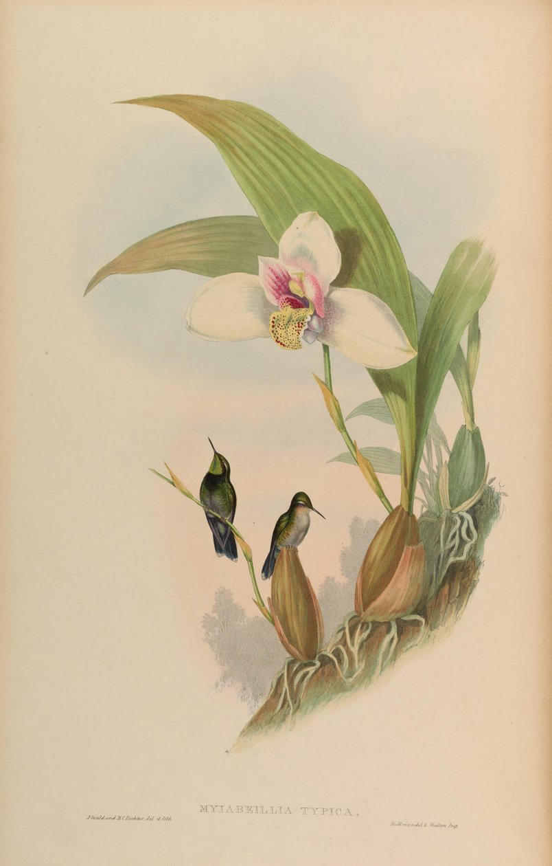 Myiabeilla typica = Abeillia abeillei 作： ジョン・グールド