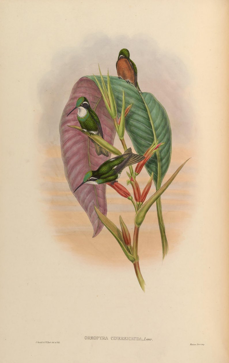 Oreopyra cinereicauda = Lampornis cinereicauda 作： ジョン・グールド