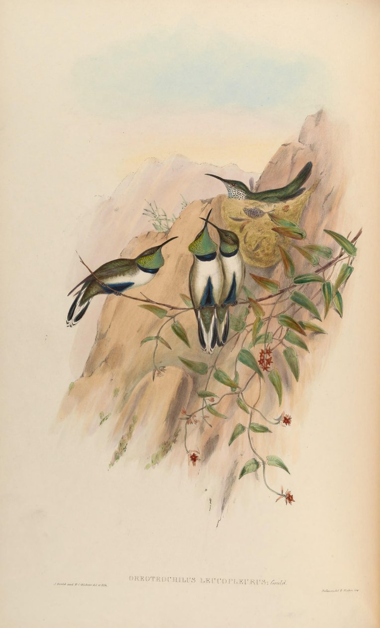 Oreotrochilus leucopleurus 作： ジョン・グールド