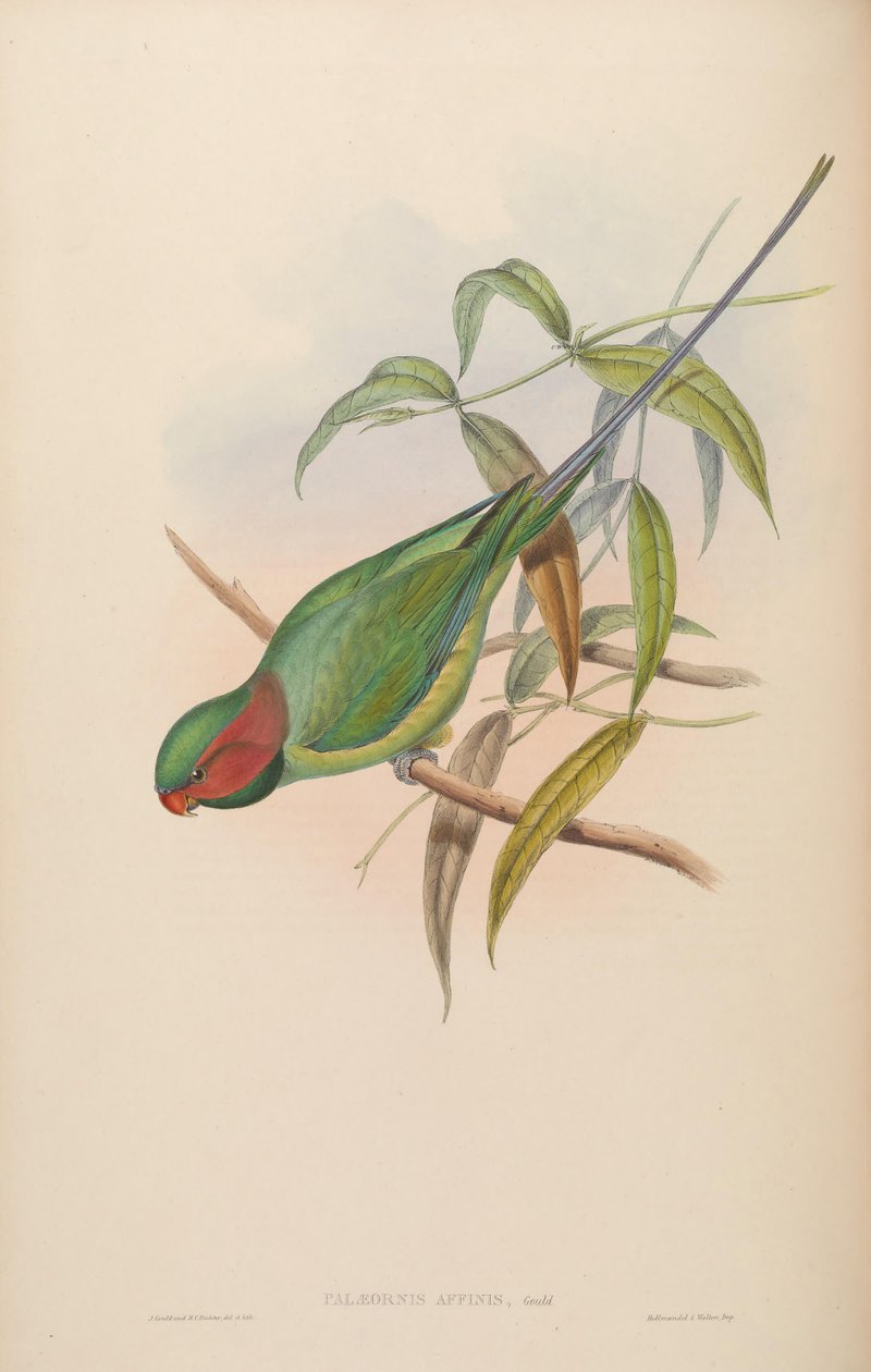Palaeornis affinis = Psittacula longicauda 作： ジョン・グールド
