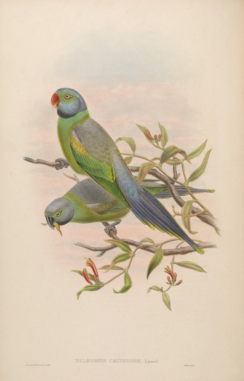 Palaeornis calthropae = Psittacula calthropae 作： ジョン・グールド