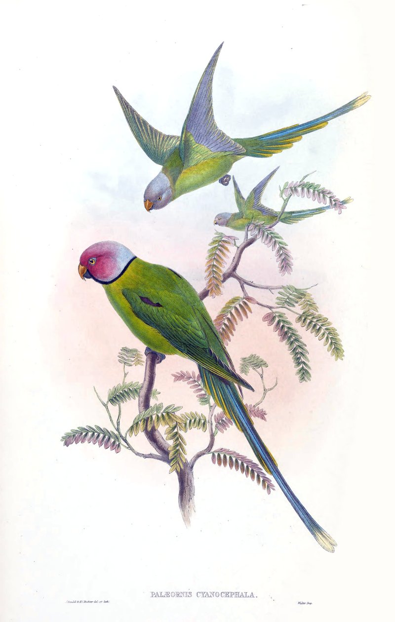 Palaeornis cyanocephalus = Psittacula cyanocephala [2] 作： ジョン・グールド