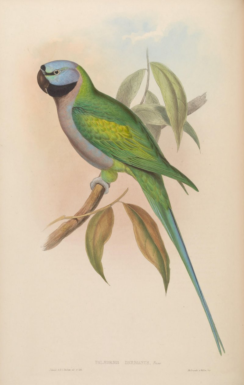 Palaeornis derbianus = Psittacula derbiana 作： ジョン・グールド