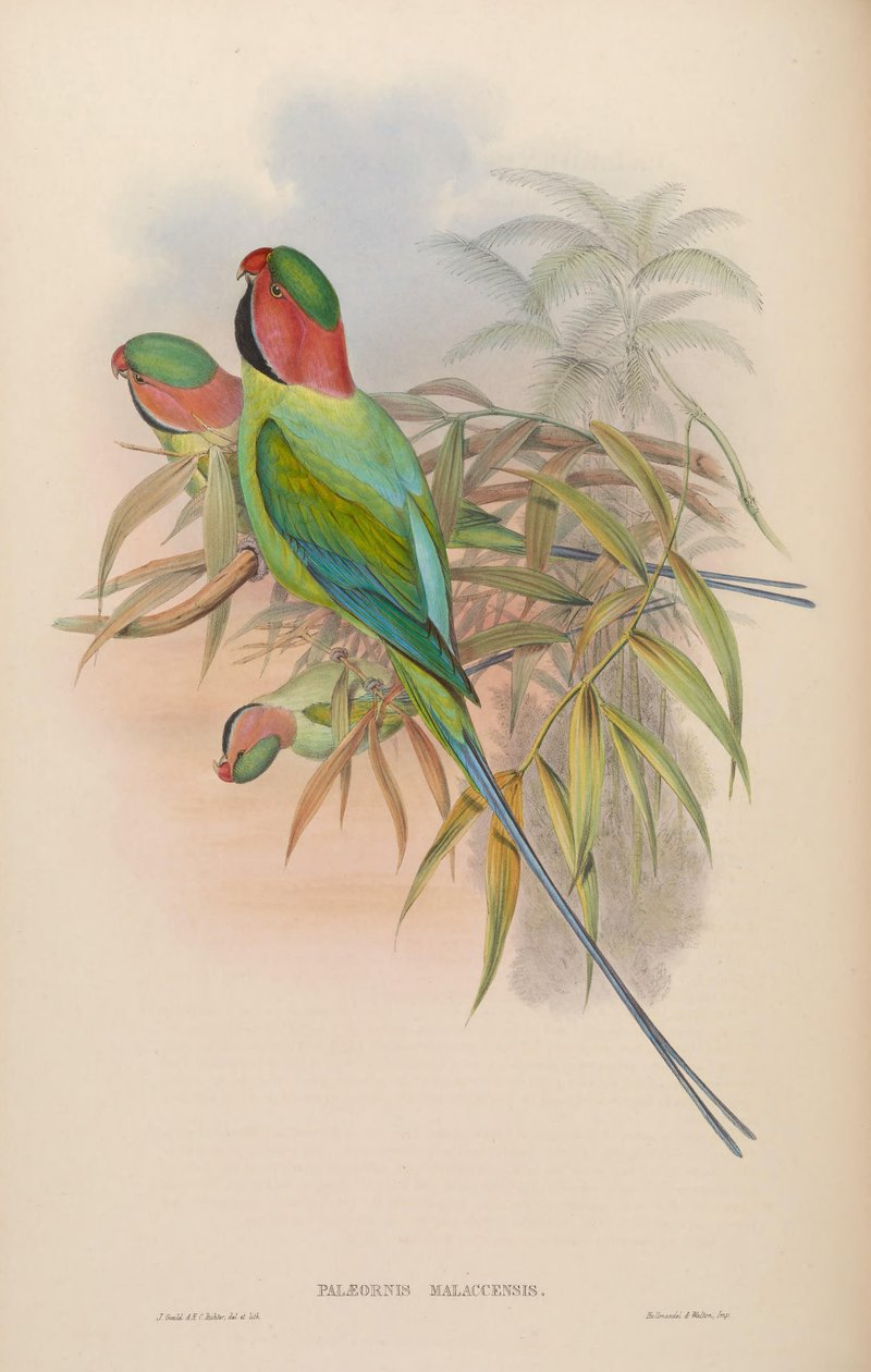 Palæornismalaccensis = Psittacula longicauda nicobarica 作： ジョン・グールド