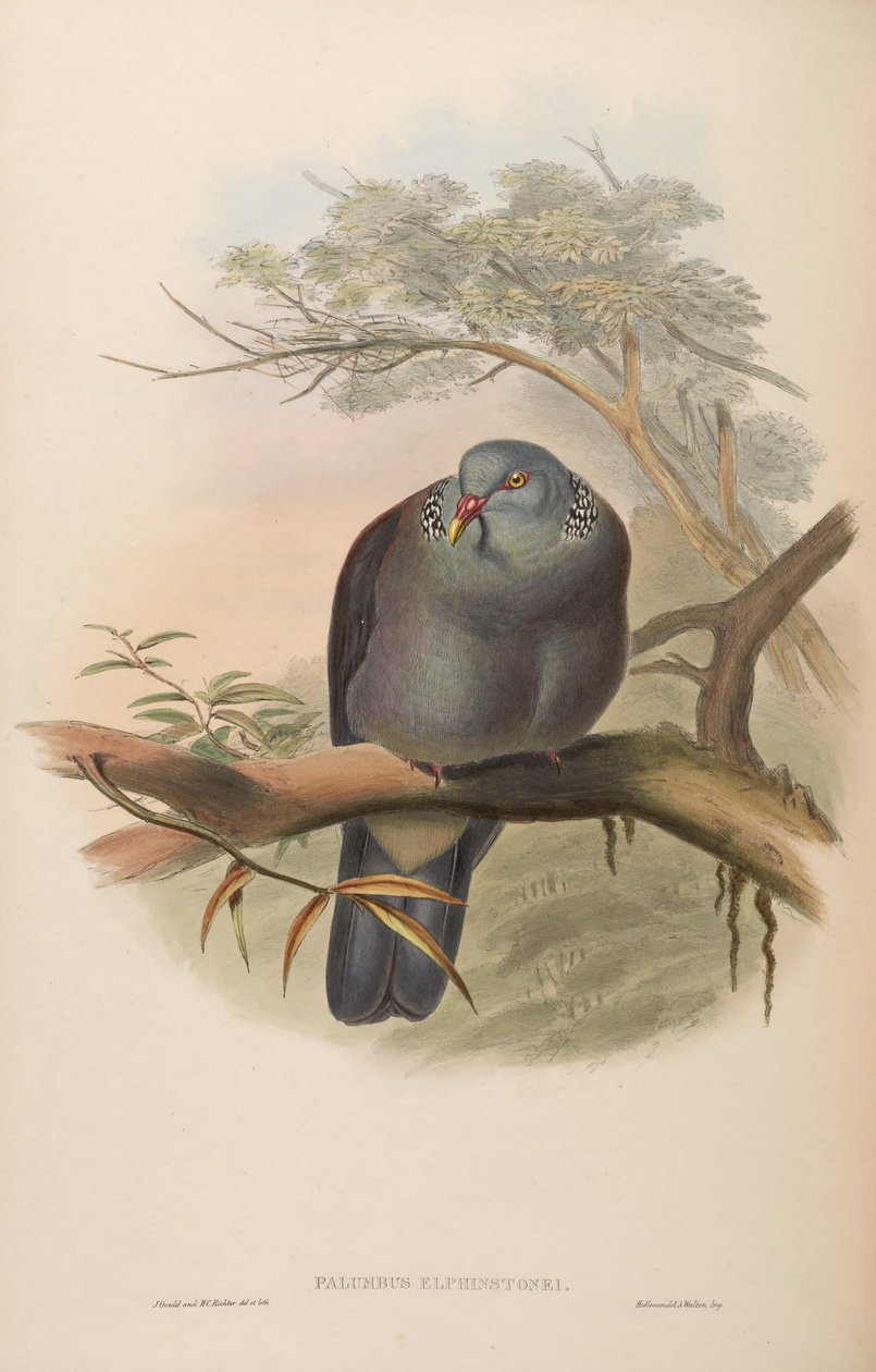 Palumbus elphinstoni = Columba elphinstonii 作： ジョン・グールド