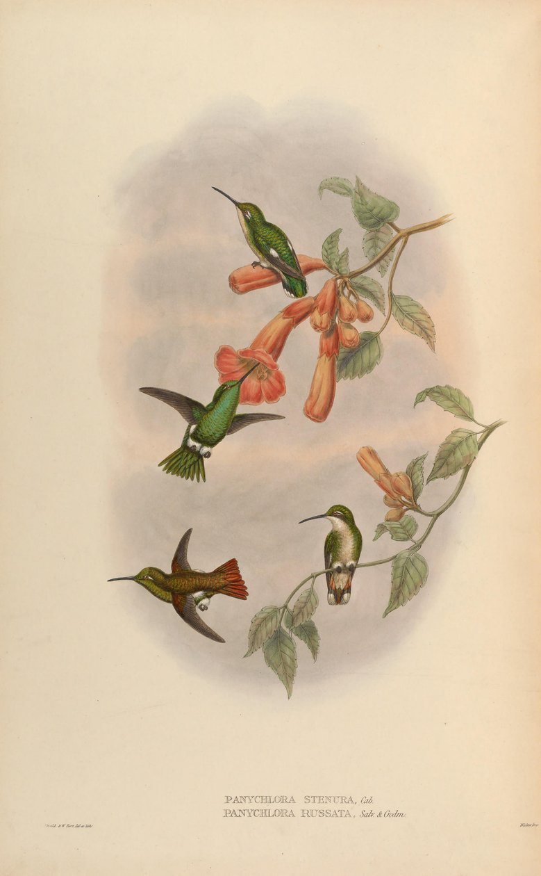 Panychlora russata = Chlorostilbon russatus Panychlora stenura = Chlorostilbon stenurus [2] 作： ジョン・グールド