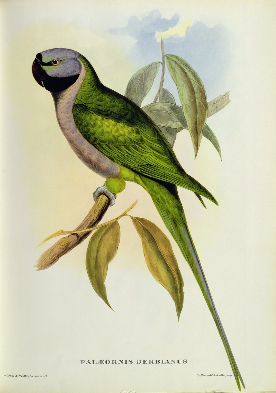 インコ：Palaeornis Derbianus、c.1850 作： ジョン・グールド